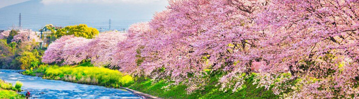 Basic Tokyo and Kyoto banner image